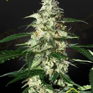 SKUNK AUTO