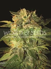 SUGAR MANGO RYDER AUTO