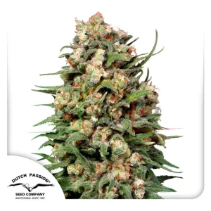 SKUNK #1 REGULAR