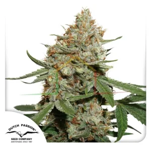 SKUNK #11