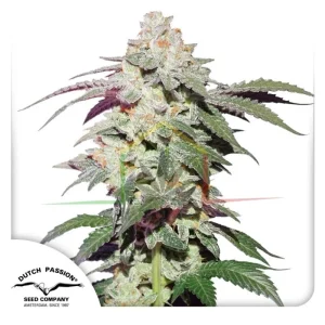 SKYWALKER HAZE