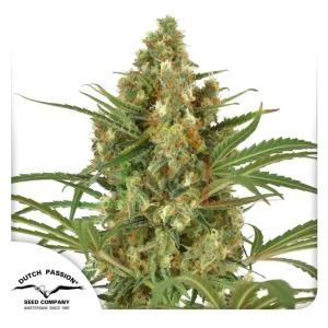 SNOW BUD