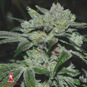 SOUR GLUE