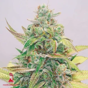 STRAWBERRY CAKE CBD