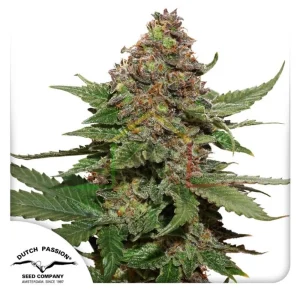 STRAWBERRY COUGH