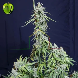 SUPER WATERMELON AUTO