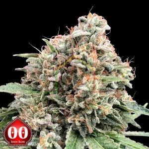 SWEET CRITICAL 2.0