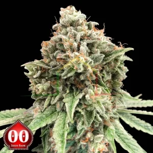 SWEET CRITICAL FAST