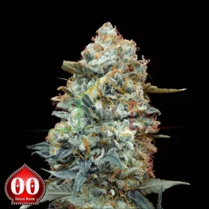 SWEET SOMANGO FAST