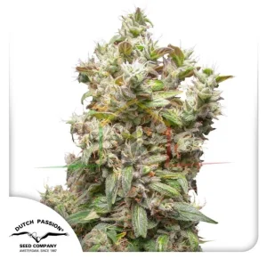 THC-VICTORY