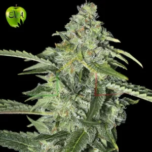 TNT KUSH CBD