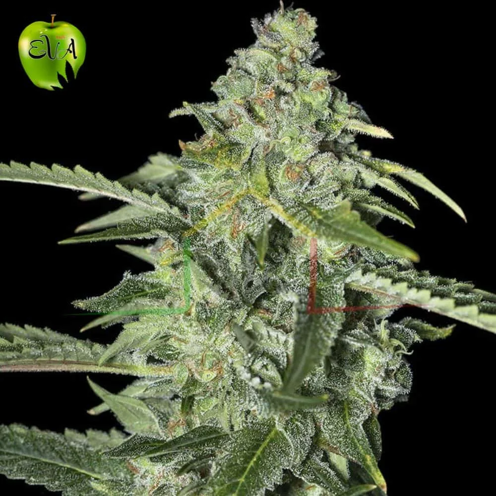 TNT KUSH CBD - Imagen 2