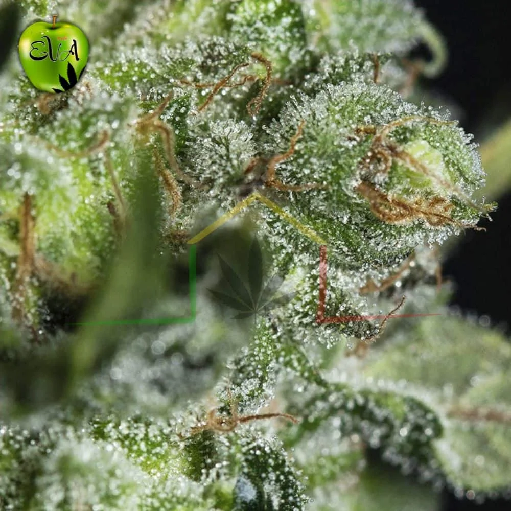TNT KUSH CBD - Imagen 3