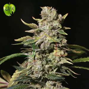 TNT KUSH