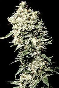 WHITE RHINO