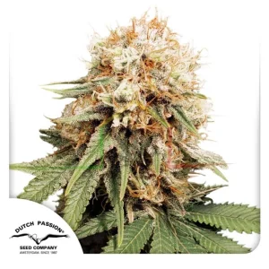 WHITE WIDOW REGULAR