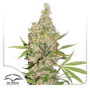 WHITE WIDOW X THE ULTIMATE (REGULAR)