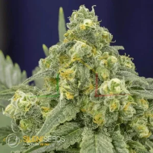 WHITE WIDOW