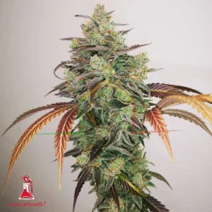 Y GRIEGA CBD 2.0
