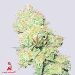 Y GRIEGA CBD