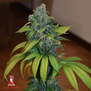 ZKITTLEZ