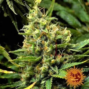 ACAPULCO GOLD