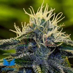 AFGHAN AUTO