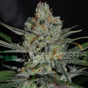 AFGHAN KUSH EARLY VERSION