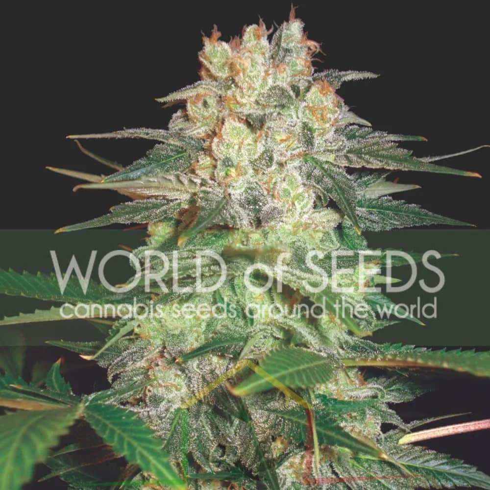 AFGHAN KUSH RYDER AUTO - Imagen 2