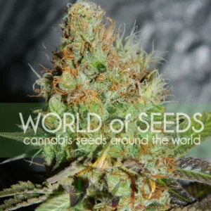 AFGHAN KUSH SPECIAL