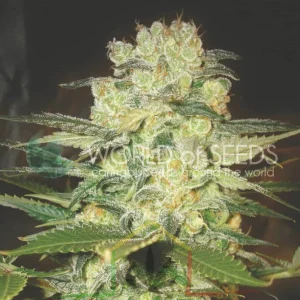 AFGHAN KUSH X WHITE WIDOW