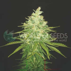 AFGHAN KUSH X BLACK DOMINA
