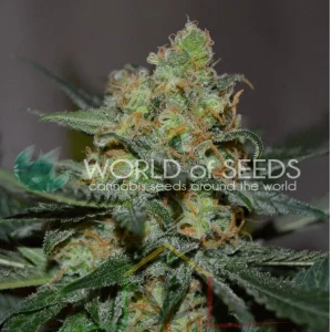 AFGHAN KUSH X SKUNK