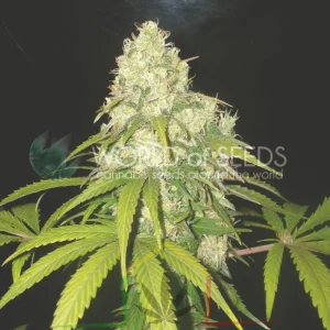 AFGHAN KUSH X YUMBOLT