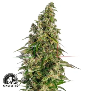 AFGHANI #1 AUTO