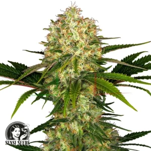 AFGHANI #1 – REGULAR