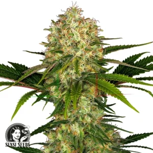 AFGHANI #1