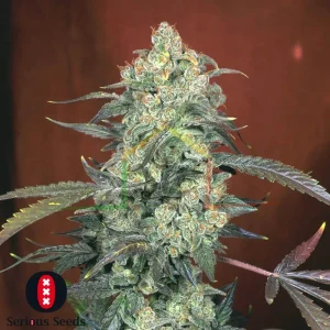 AK-47