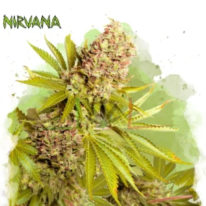 AK-48 AUTO