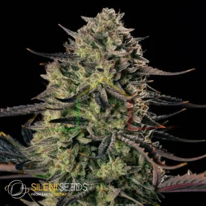 Alien Gas XXL AUTO