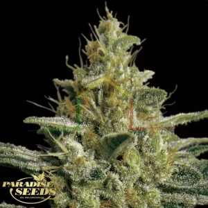 ALLKUSH