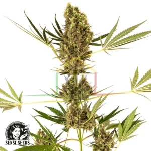 ALPINE DELIGHT CBD AUTO