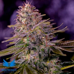 AMERICAN PURPLE