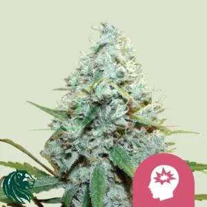 AMG – AMNESIA MAC GANJA