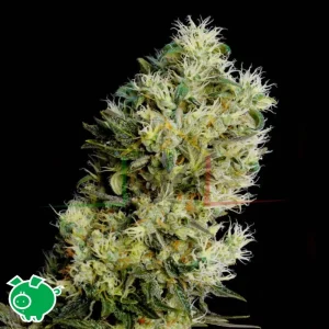 AMNESIA BILBO AUTO