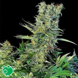 AMNESIA BILBO