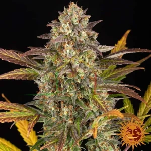AMNESIA HAZE AUTO