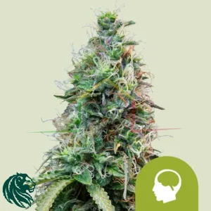 AMNESIA HAZE AUTOMATIC