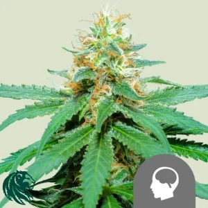 AMNESIA HAZE REGULAR