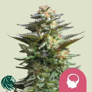 AMNESIA HAZE